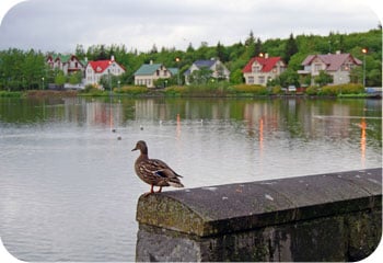 Lake Tjornin Dusk
