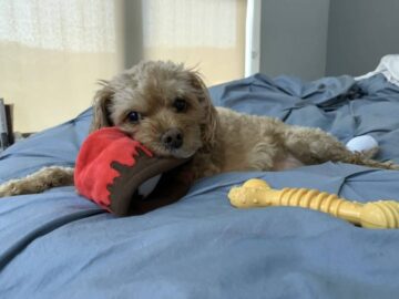 dog named lily