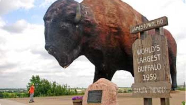 Bull Bison