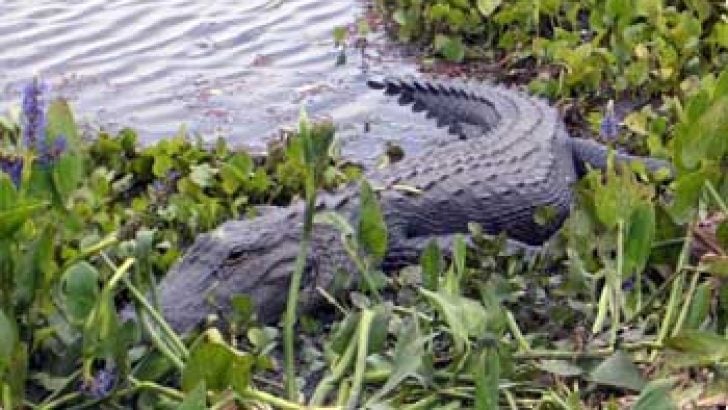wild alligator