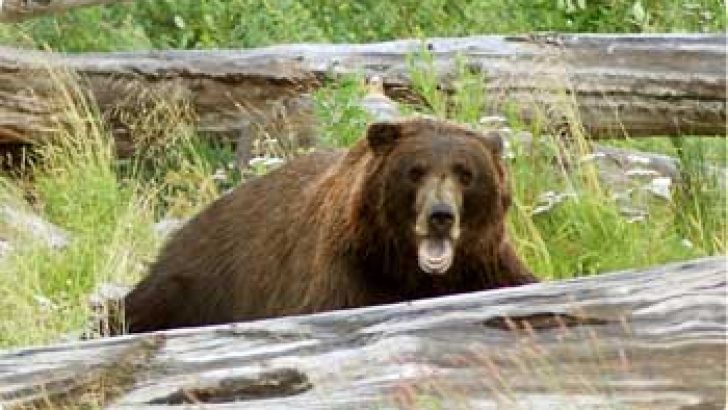 bear market alaska