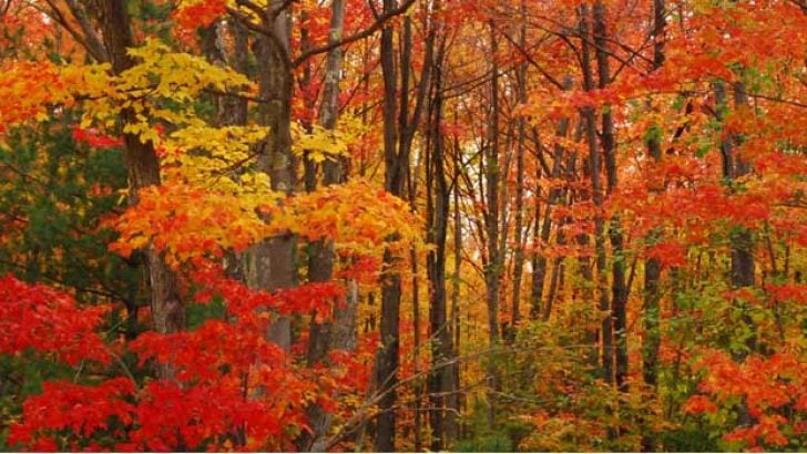 fallcolorsmaple